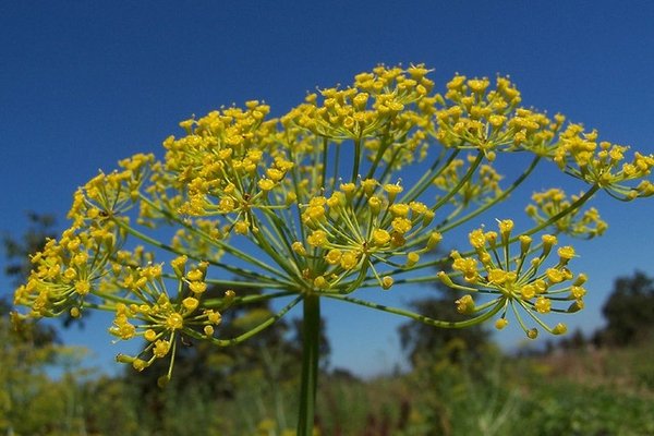 Dill – (Anethum graveolens)