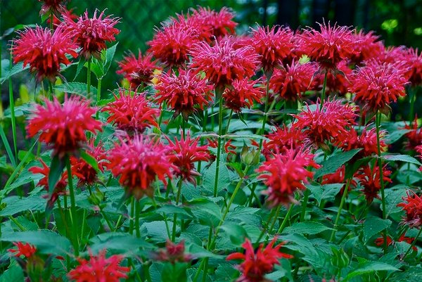 Monarda – (Monarda didyma)