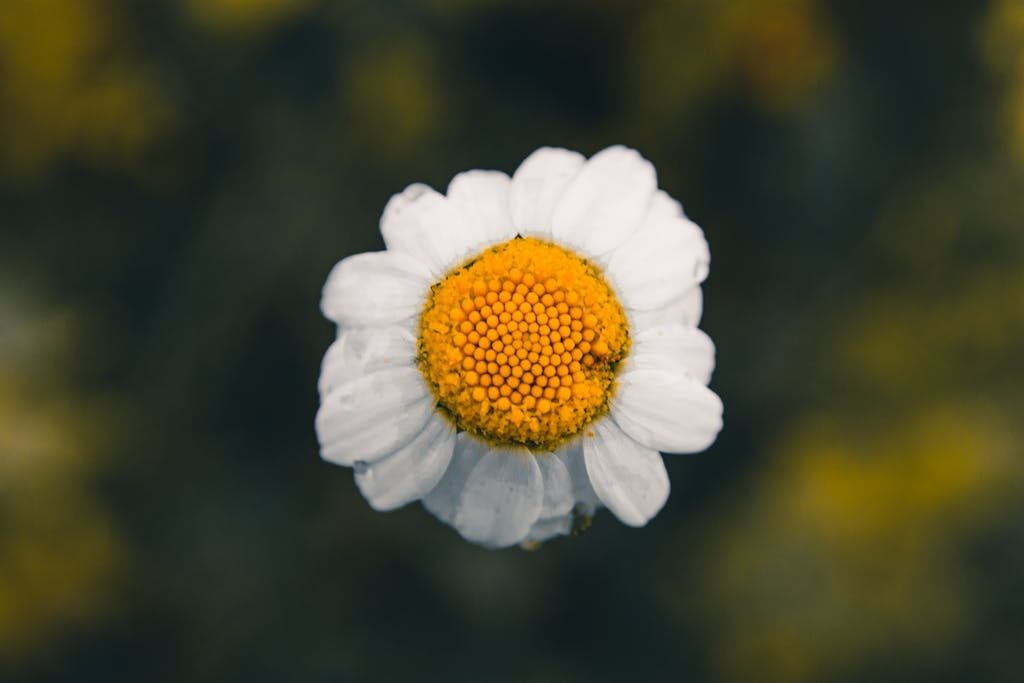 A close up of a single flower with a yellow center