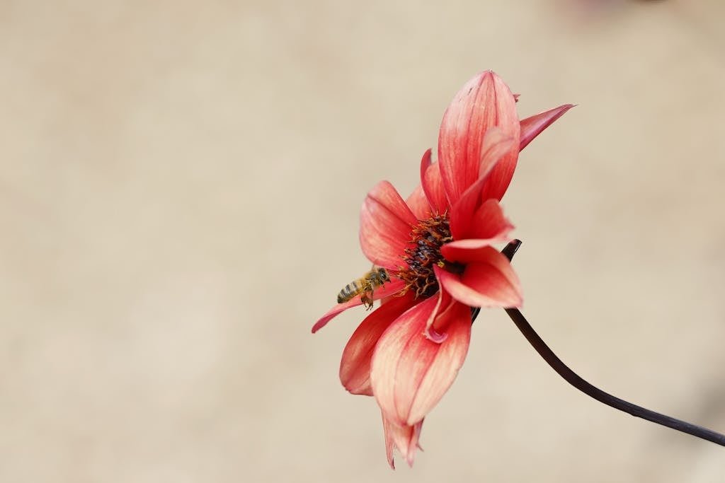 A red flower with a bee on it