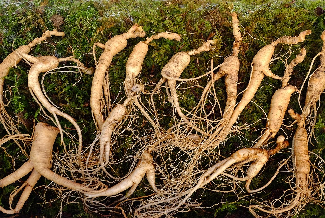 Ginseng – Asian Ginseng Root: (Panax ginseng)