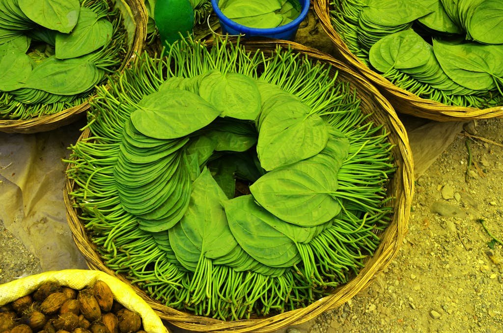 Betel Leaf: Ready for Sale