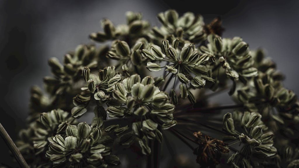 Delicate Angelica archangelica with small leaflets