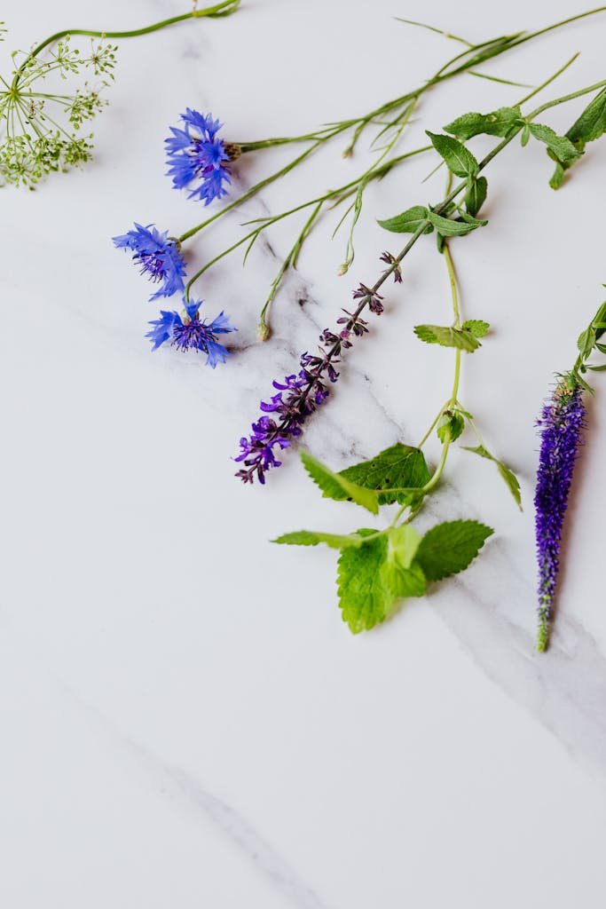 Anise Hyssop – (Agastache foeniculum)