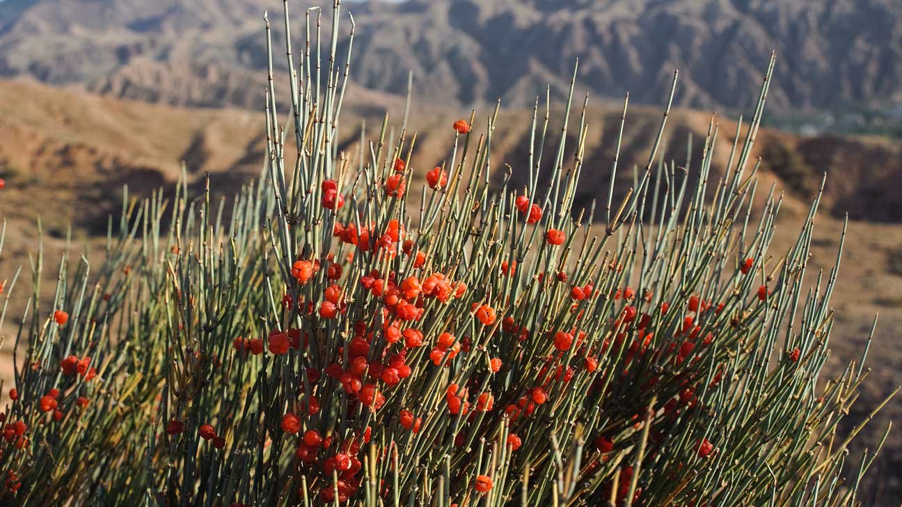 Ephedra – (Ephedra sinica)