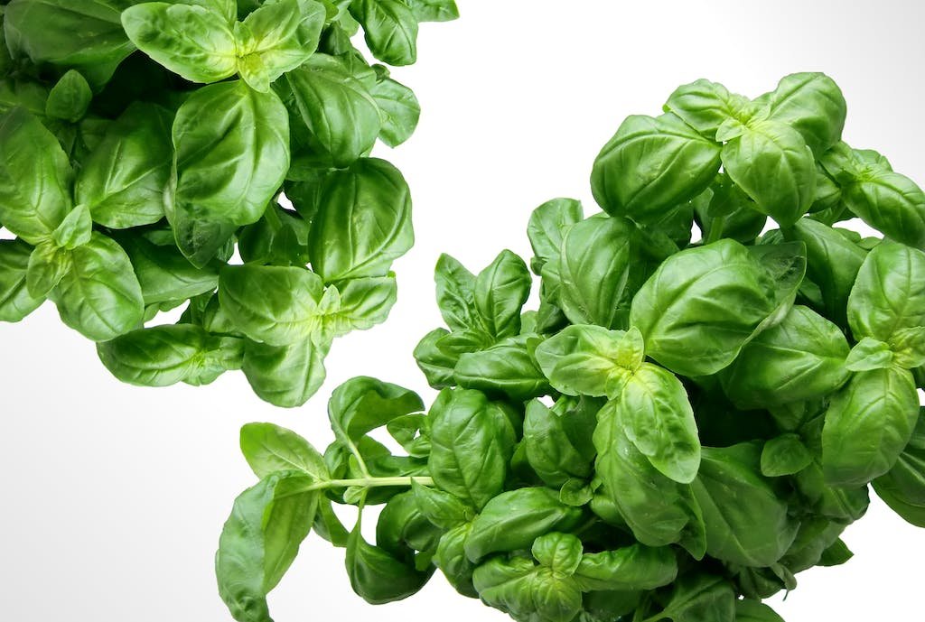 Basil (Ocimum basilicum)