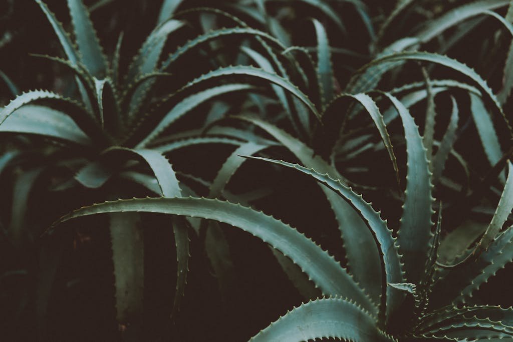 Aloe Vera – (Verbena officinalis)