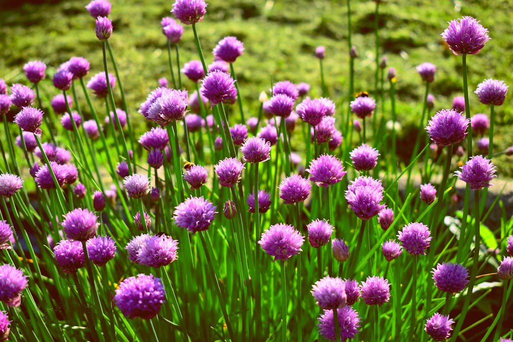 Chives – (Allium Schoenoprasum)