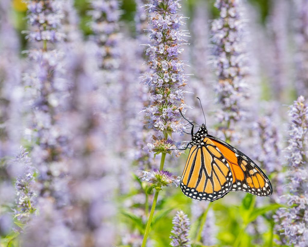 Scenery of orange butterfly pollinating blooming nepeta flowers of lilac color in lush abundant park