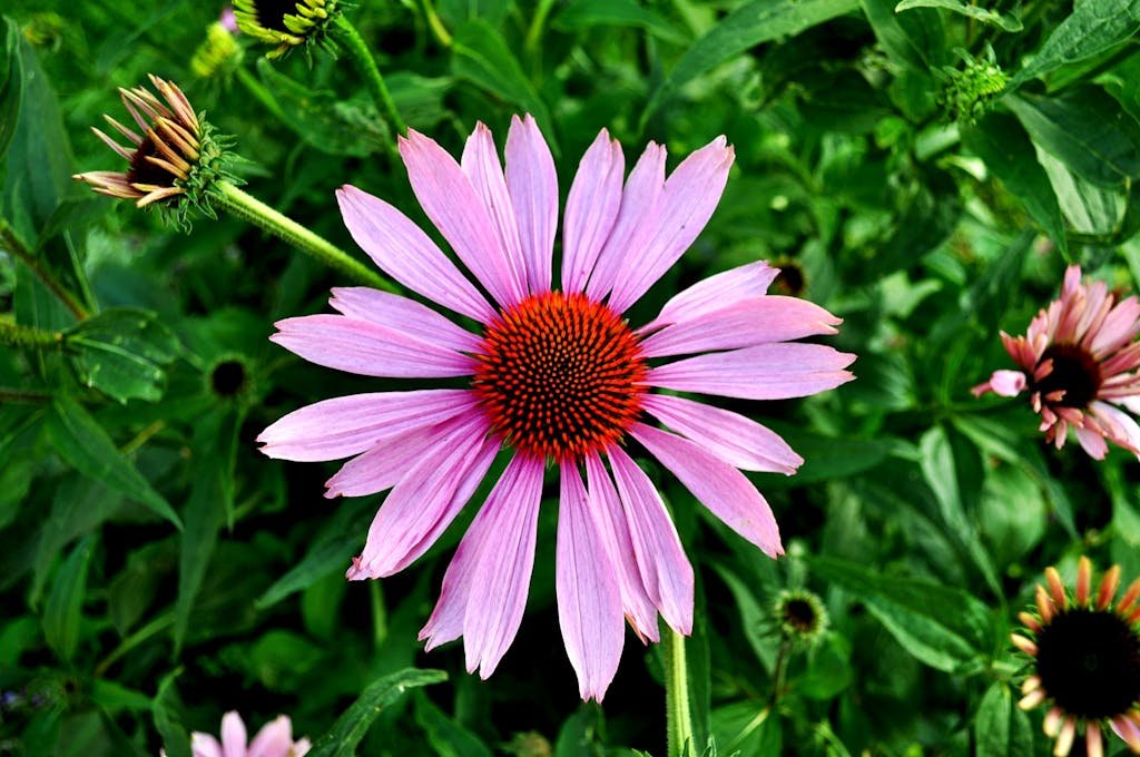 Selective Focus Photography of Pink Petaled Flower