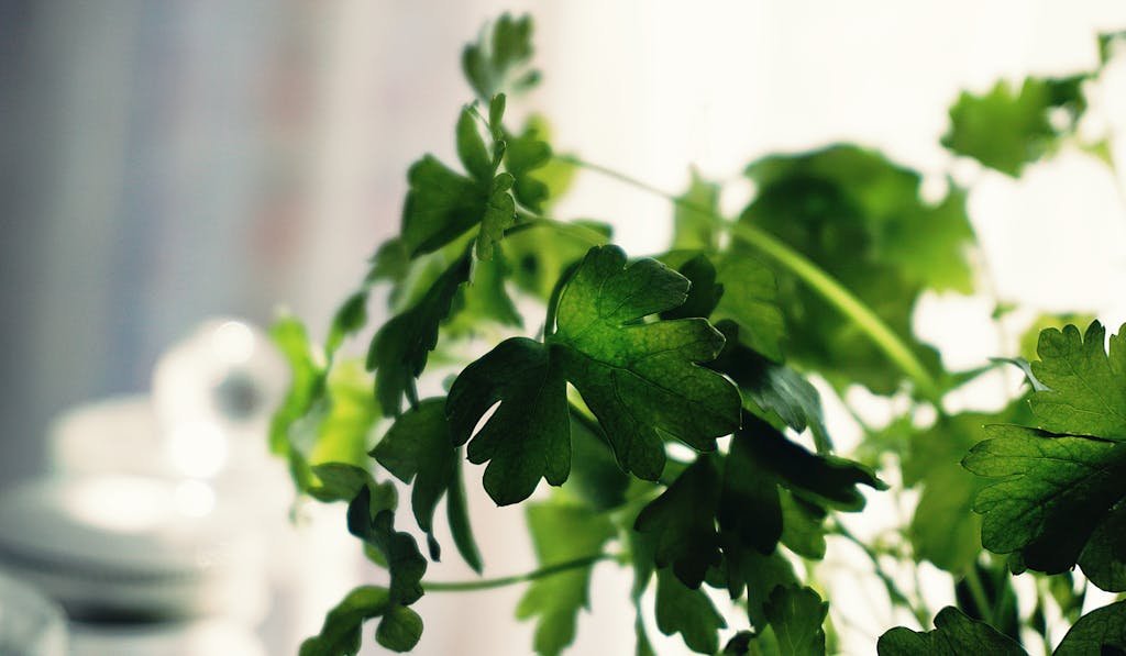 Shallow Focus Photography of Green Leaves