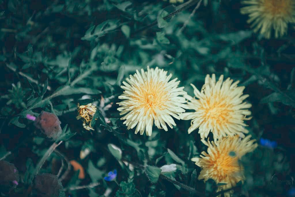 Top view of gentle yellow dandelions growing in lush green meadow on sunny day