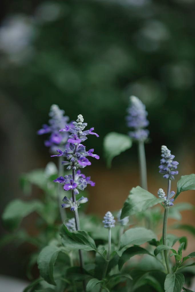 Blooming flowers of plant with green leaves