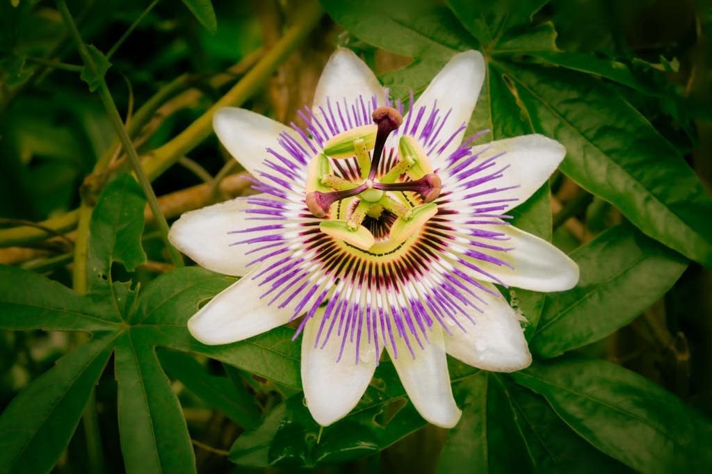 Blooming Passion Flower