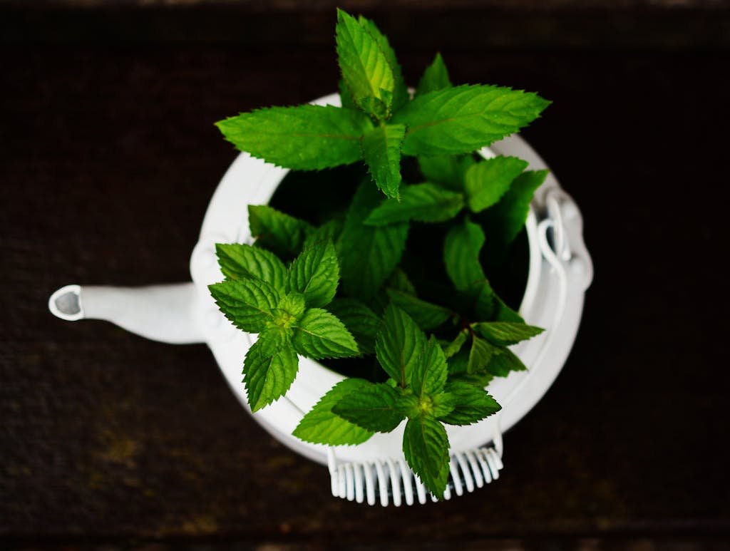 Peppermint – (Mentha x piperita)