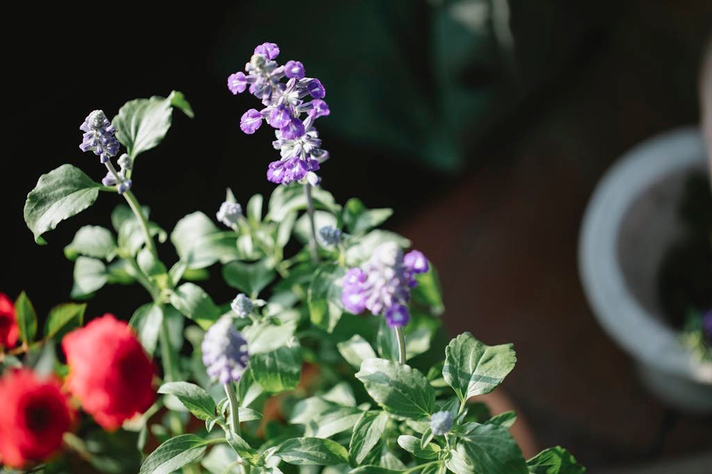 High angle of fresh fragrant blooms of salvia and rose cultivating in greenhouse in sunny day