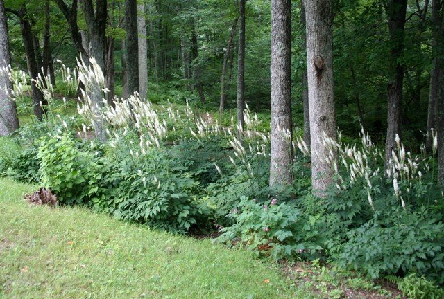 Black Cohosh – (Actaea racemosa)